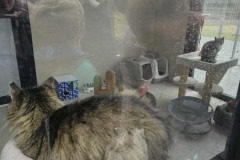 572010201_1495534915036046_1302421071897223419_n